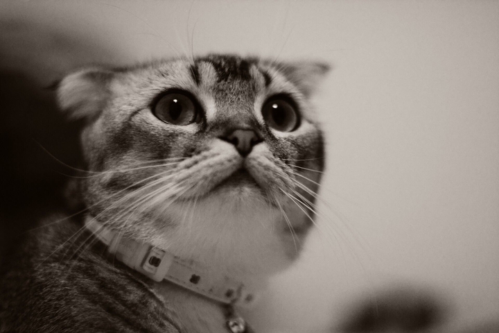 Cat:3