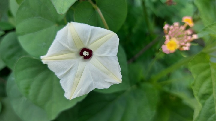 morning glory white