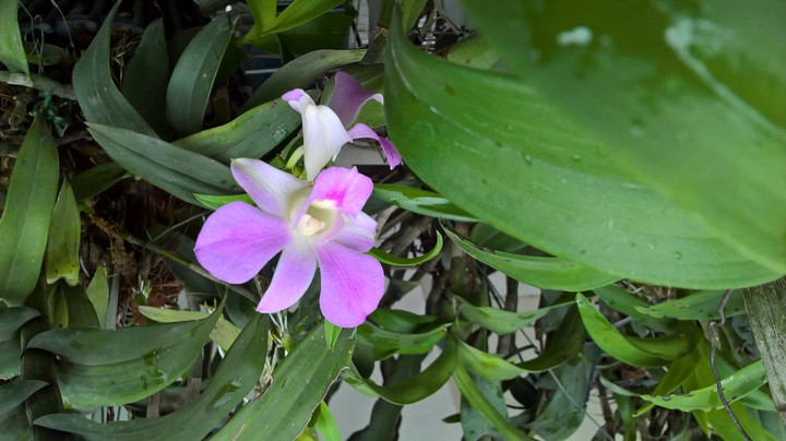 Orchids