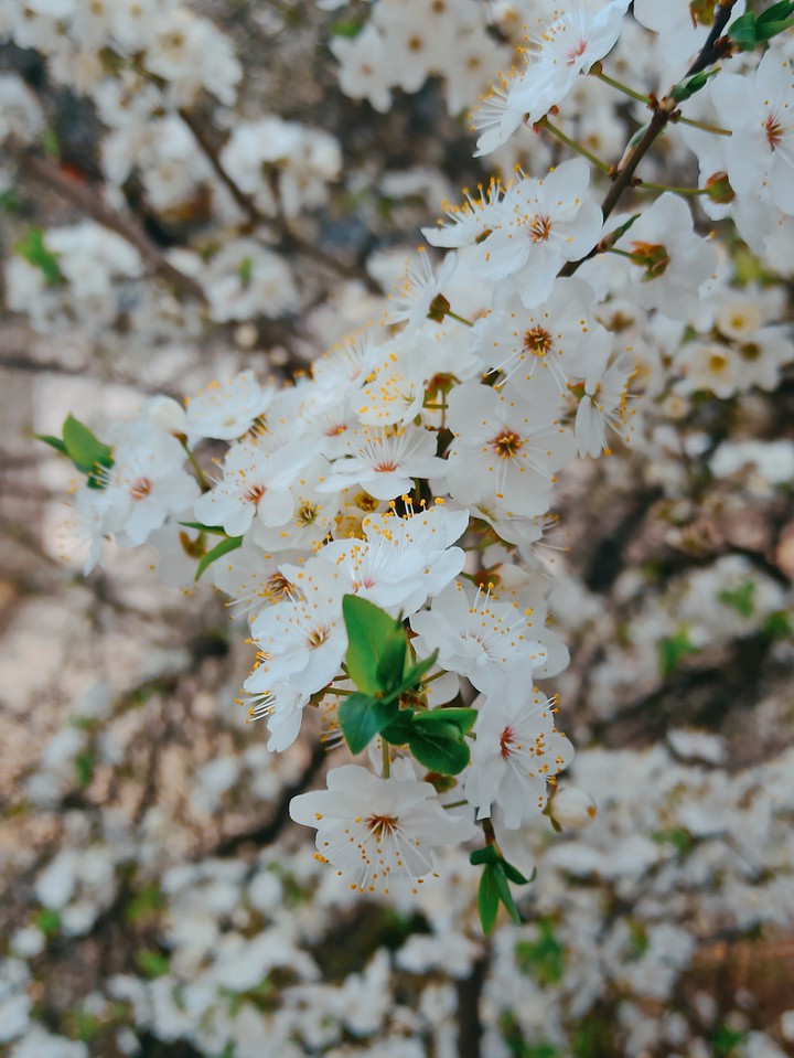 spring
