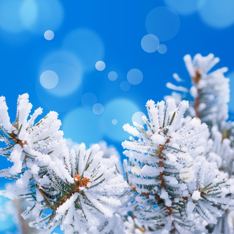 Winter