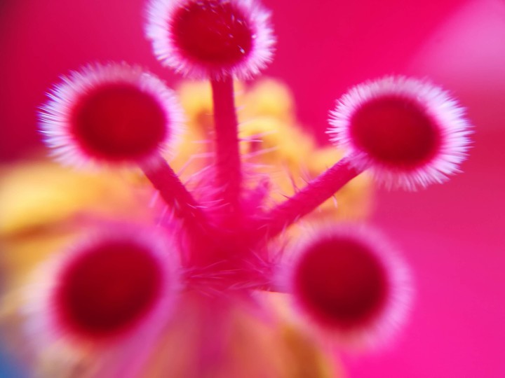 Macro flower