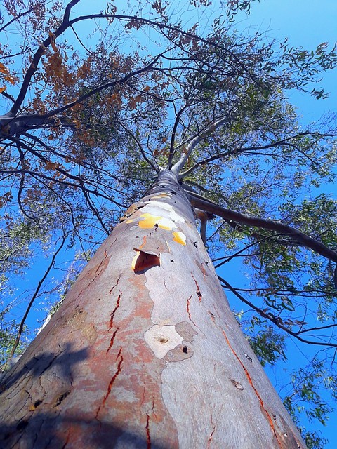 sfondi tree, trunk