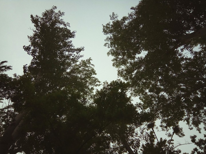 тоска. небо. сумерки. деревья. sky. trees
