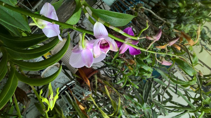 Orchids