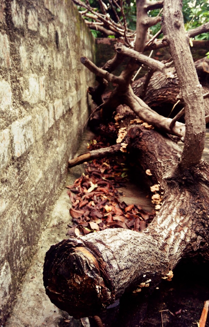 wall and wood