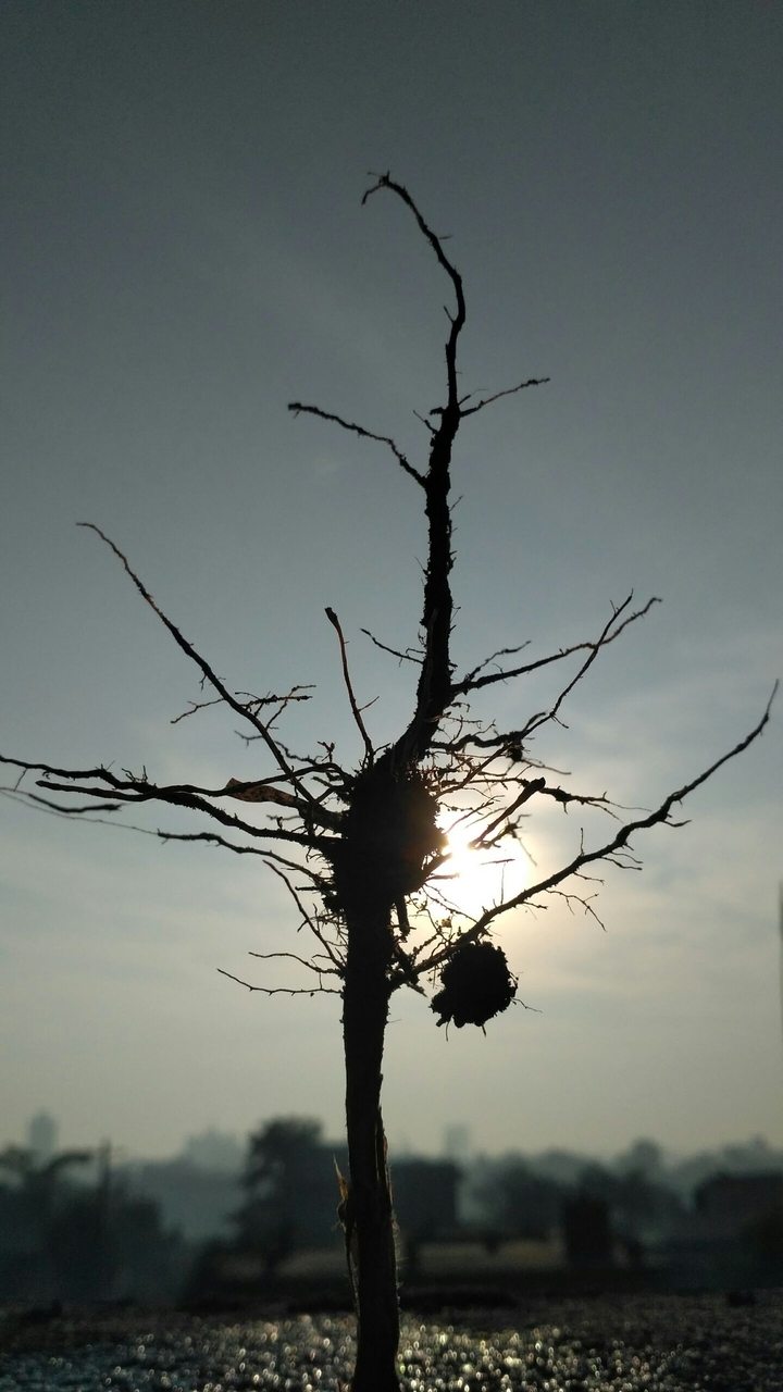 roots