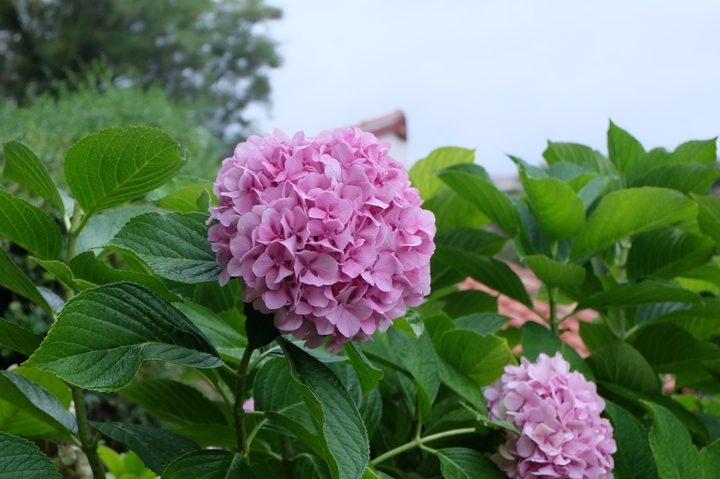 serie Hortensia
