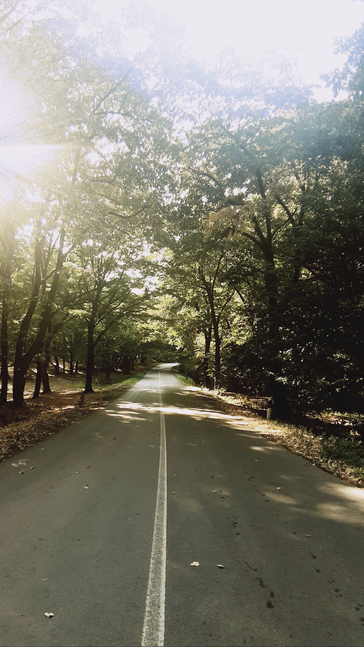 forest