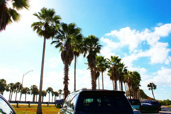 palm trees 2.0