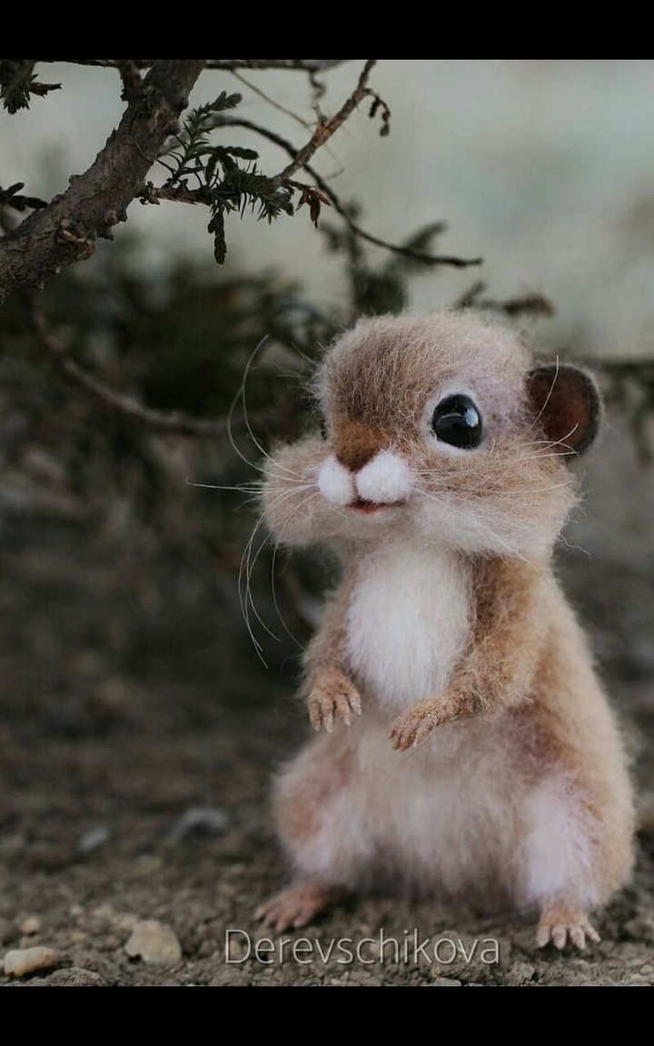 cute    animals?