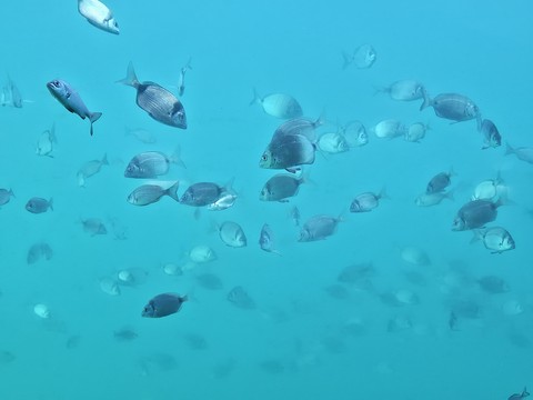 Blue, Fish, Fluid