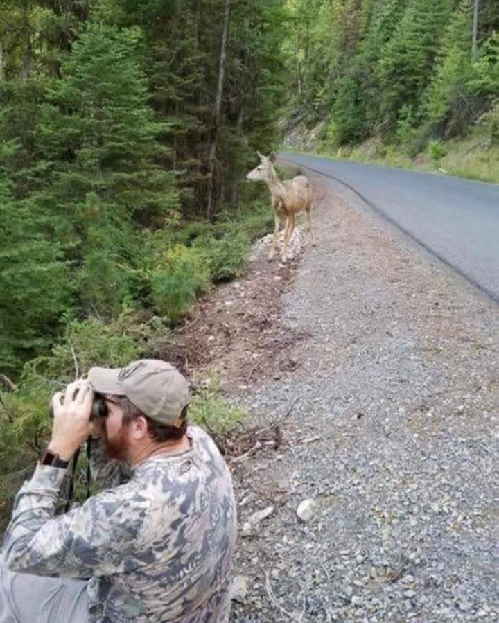 where are the deers