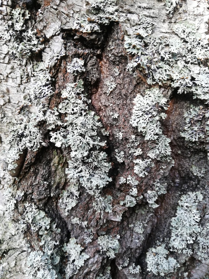 кора