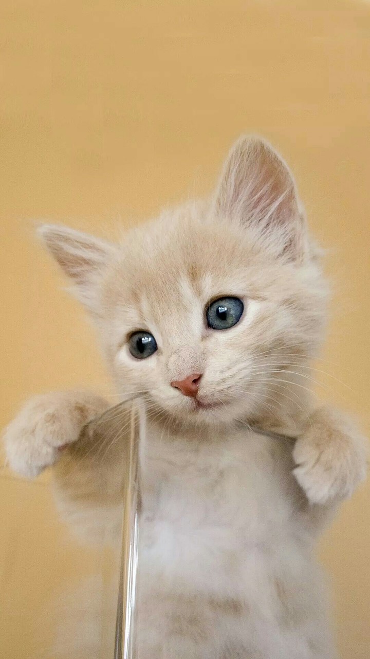 kitten