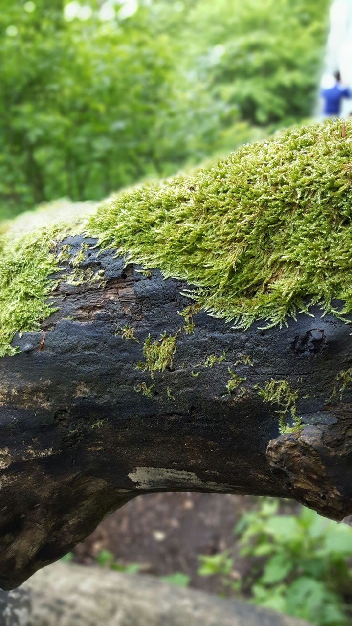 nature