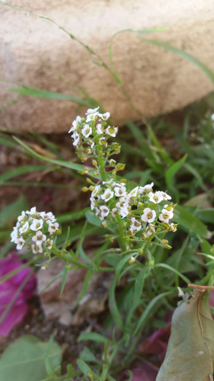 Tiny Flower