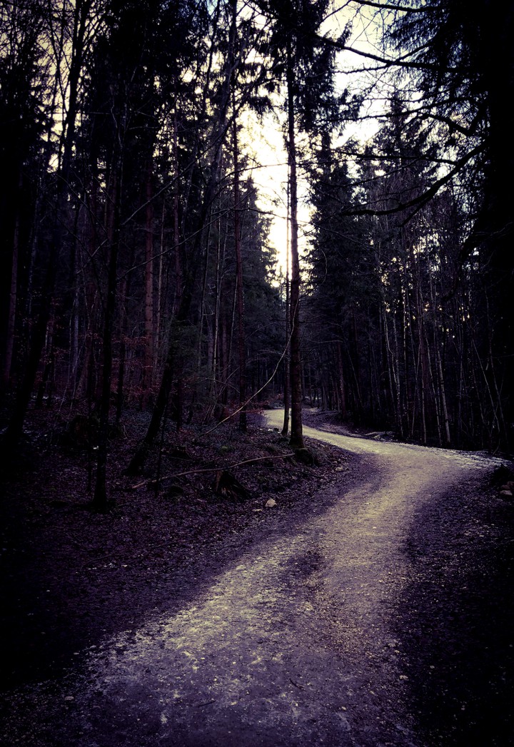 walk in the wood