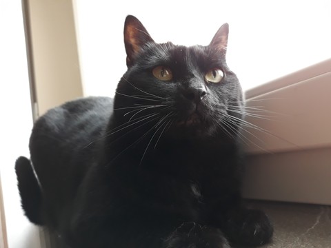 BlackCat