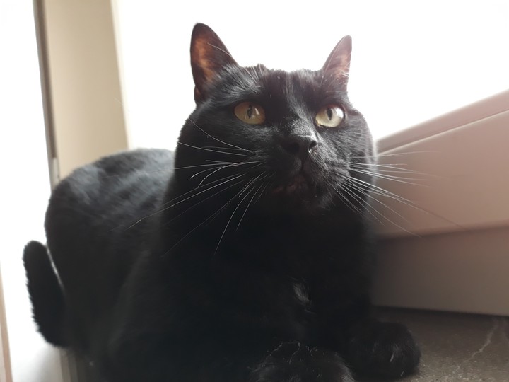 BlackCat