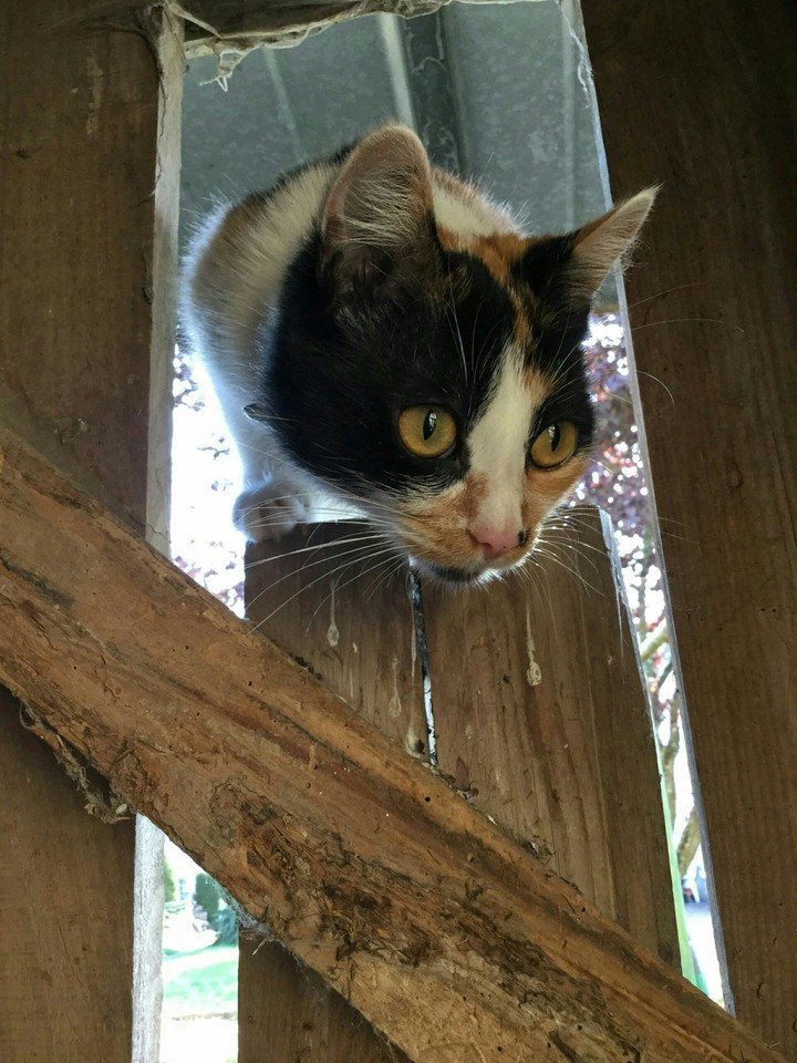 my cat