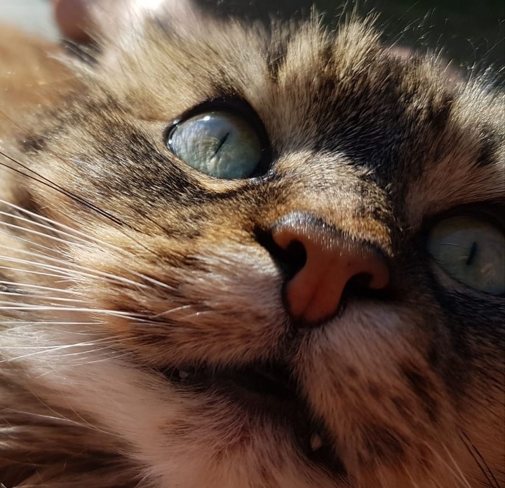 Nala