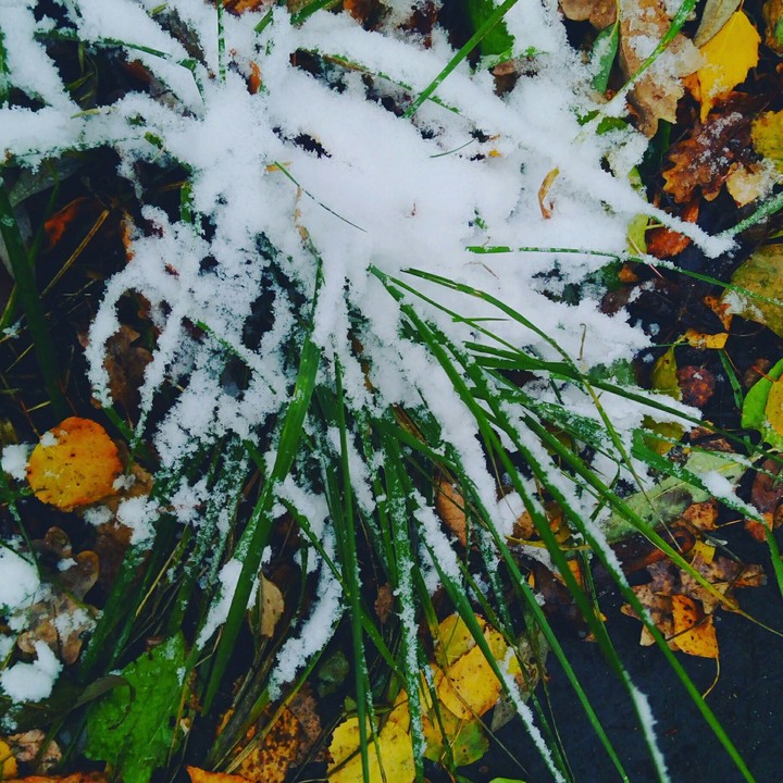Трава, снег, ранняя зима