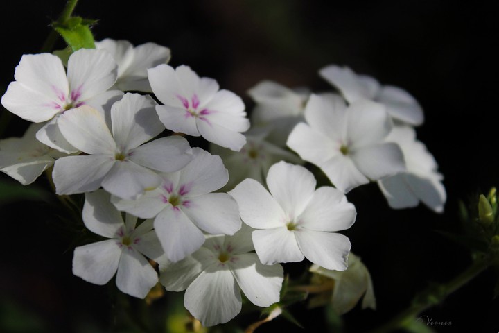 O.V. ♡ from my garden