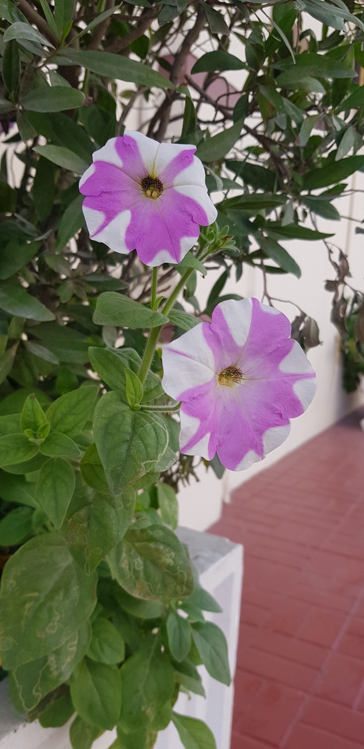qatar