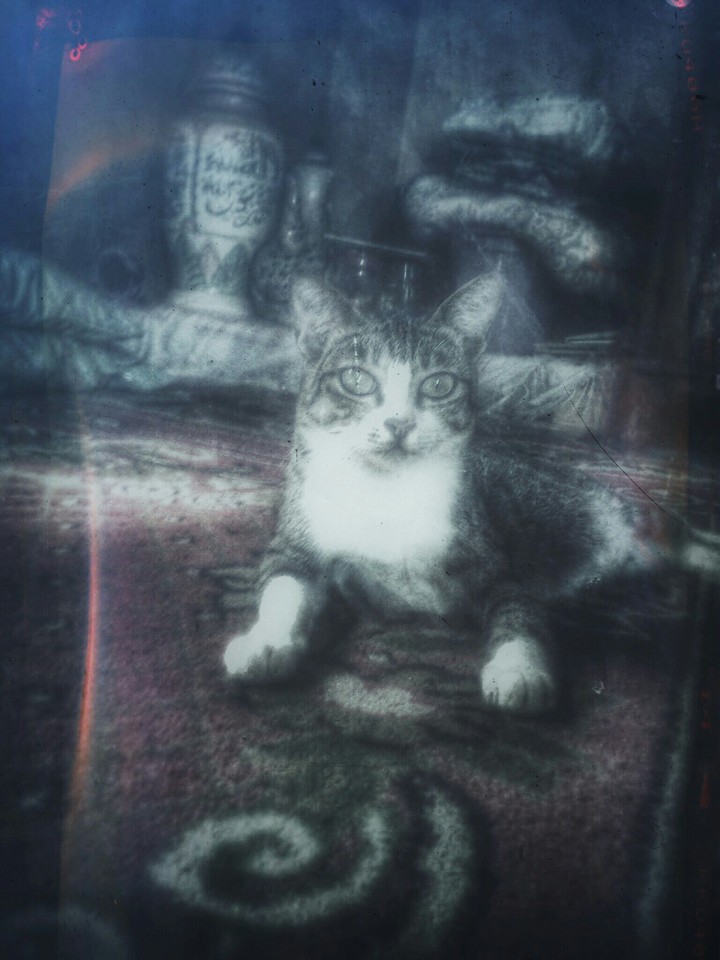 cat