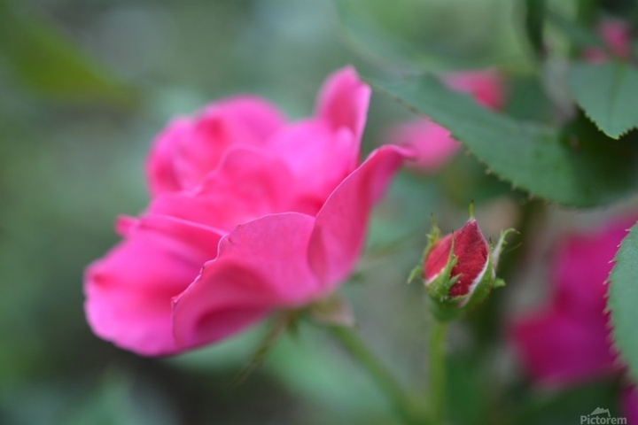 rose...