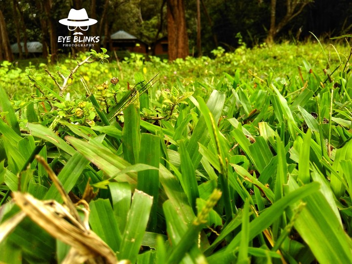 green fields