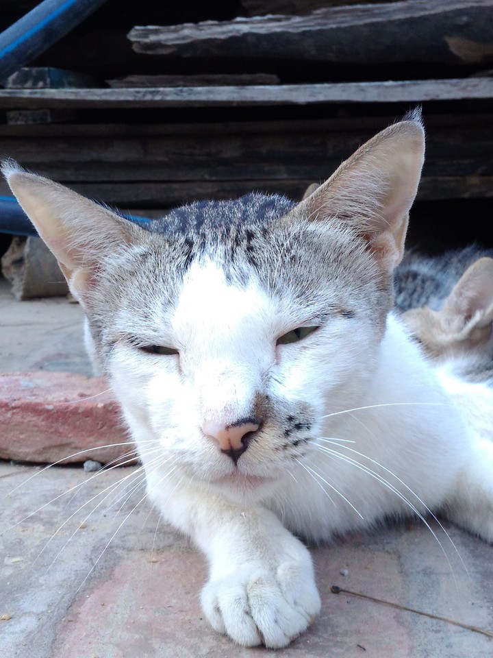 cat