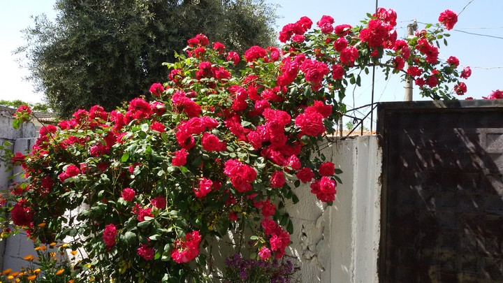 Flowers