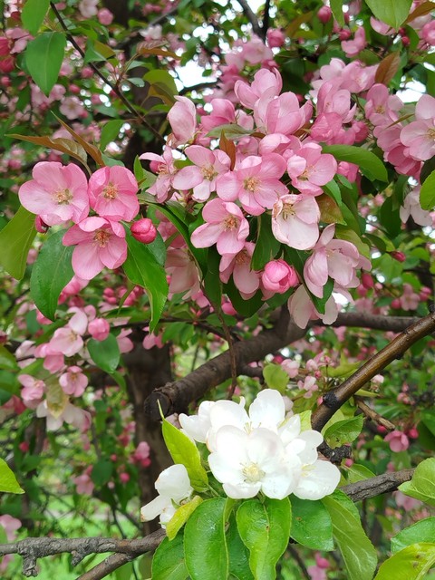обои flower, Pollen