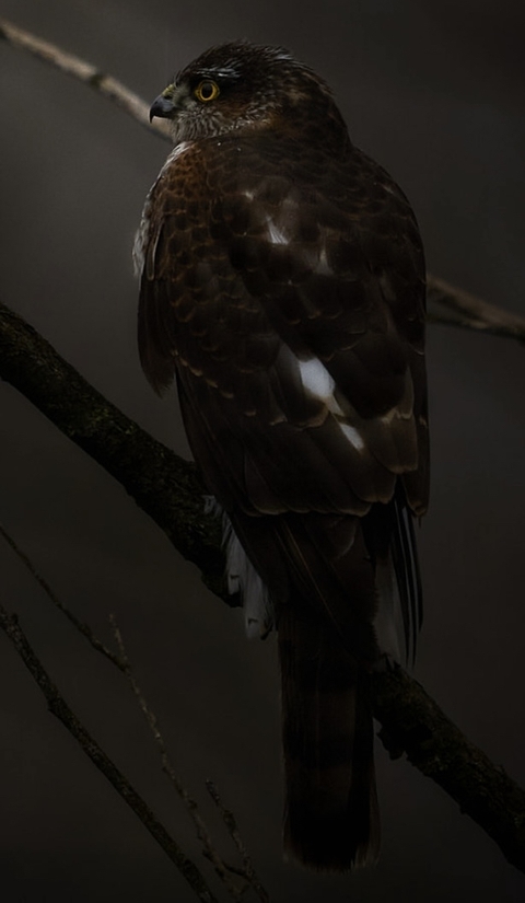 falconiformes, beak वॉलपेपर