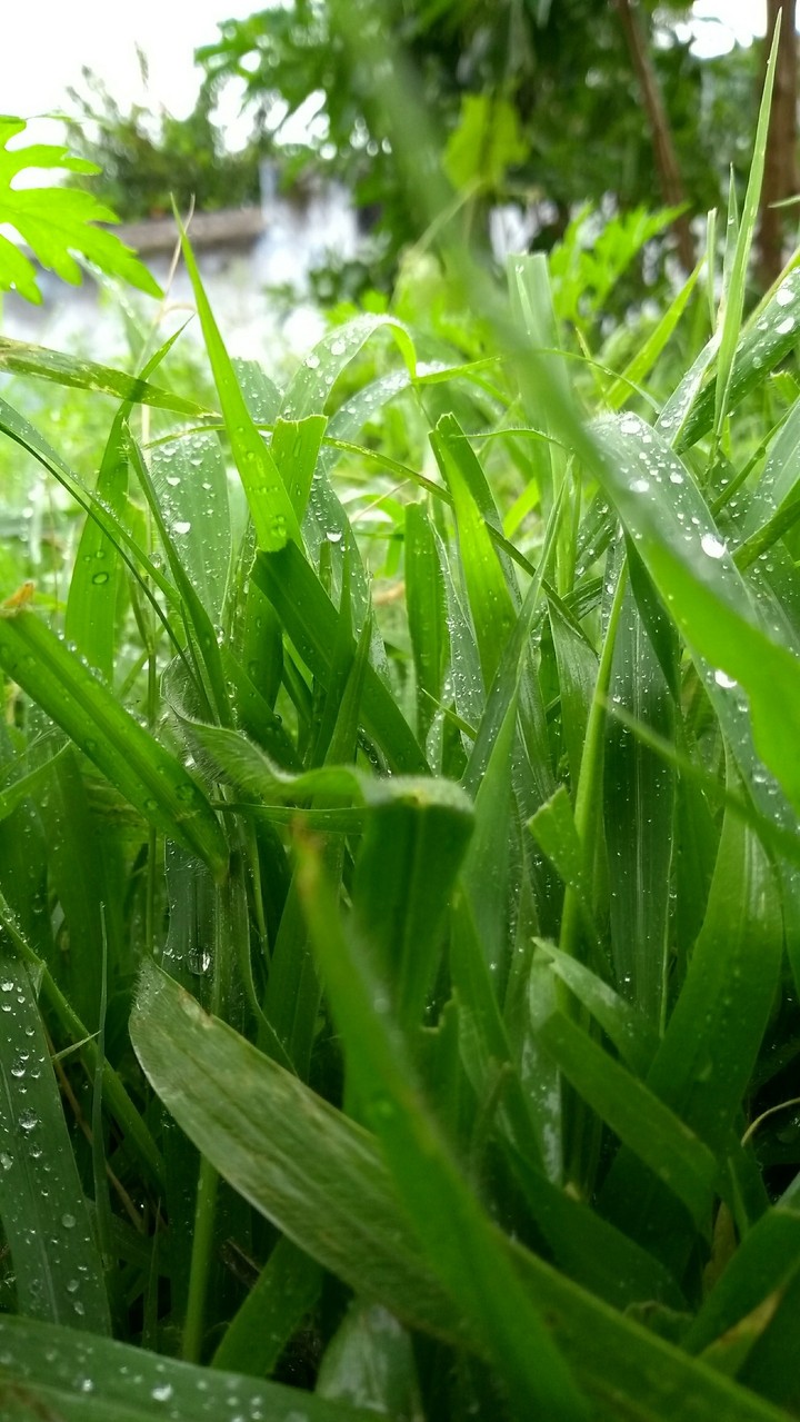Rain on Grass