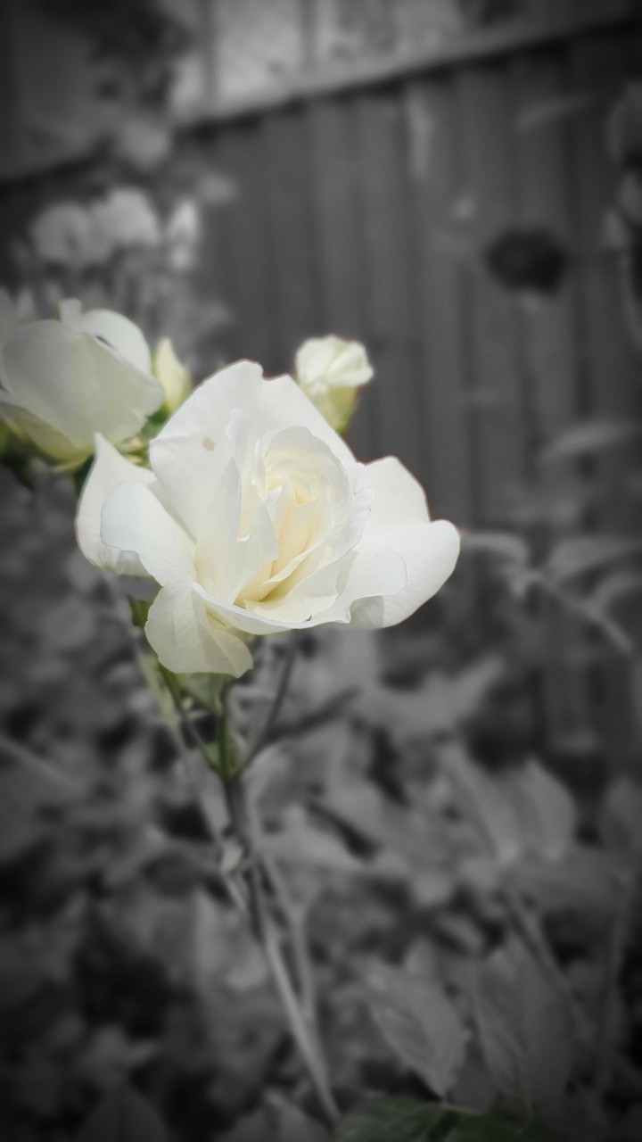 The peace flower