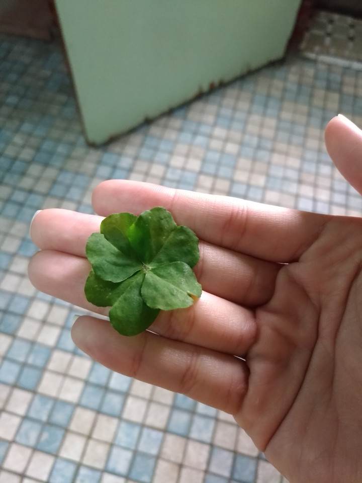 幸運草