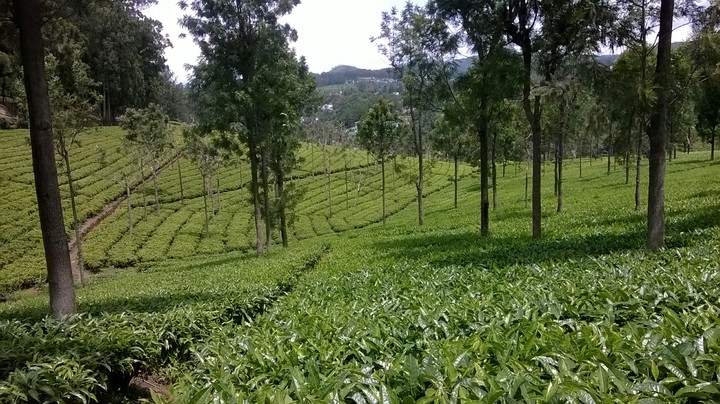 tea garden!