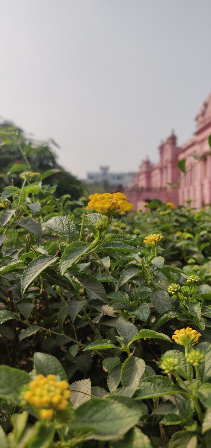 আহছান মঞ্জিল
