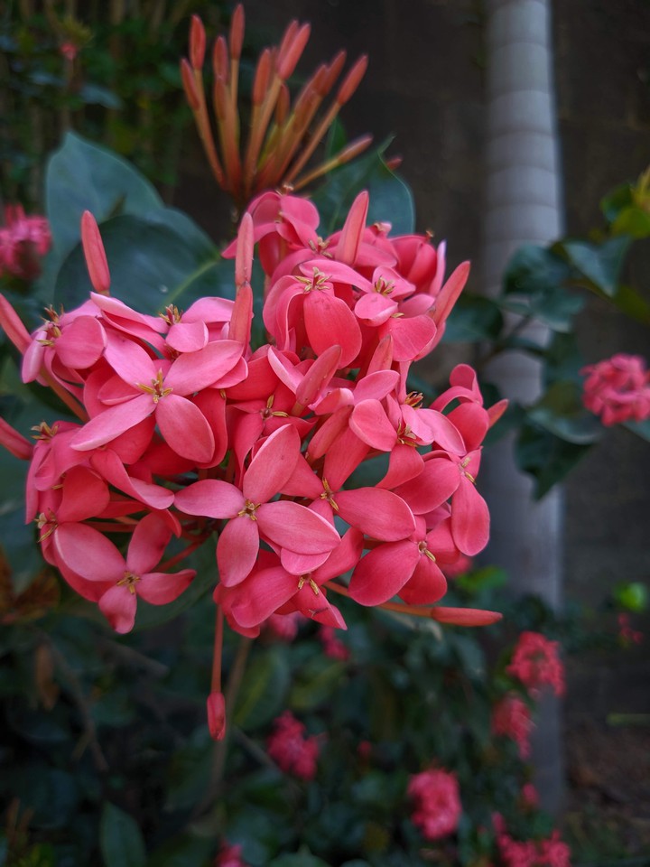 Red Bunch Flowers