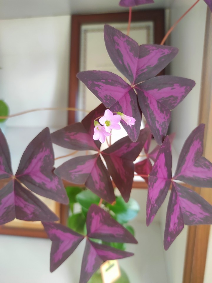 purple :)