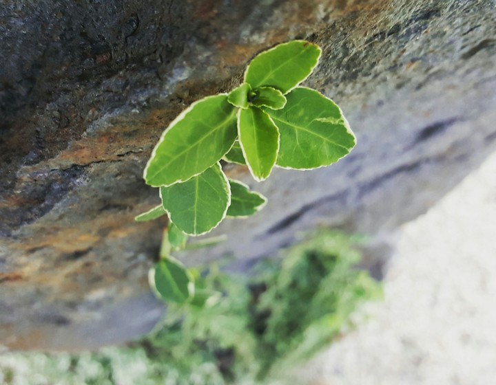 vine climbing a rock