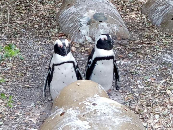 African Penguins in Cape Town