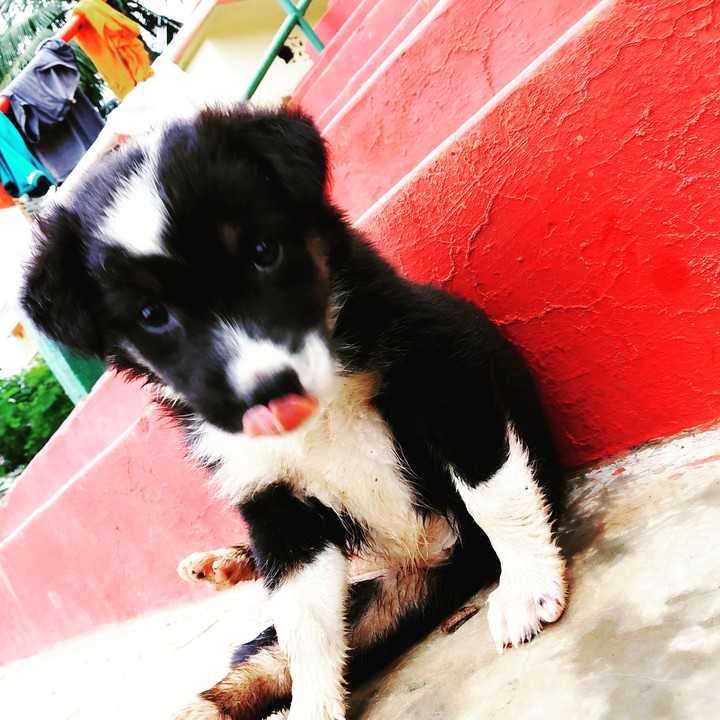 Baby DoG?
