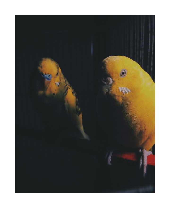perakits birds