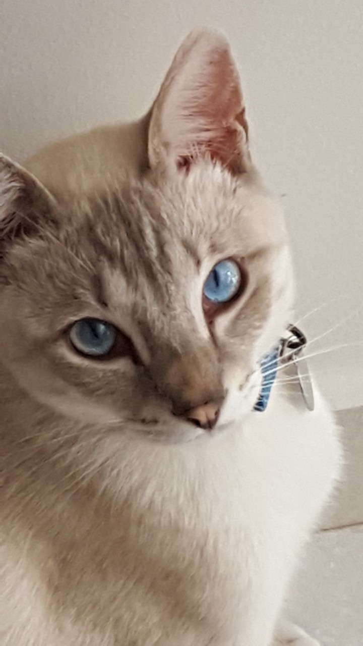 Tom Cat's
