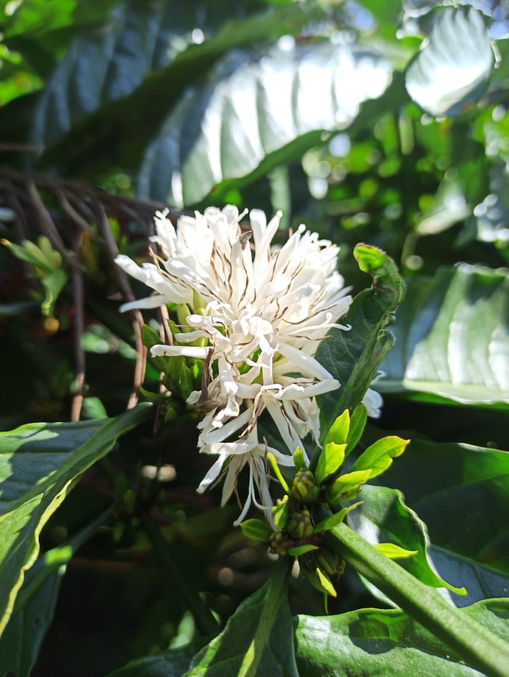 Robusta Coffee