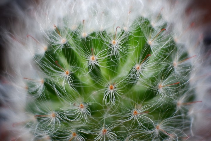 my mammillaria